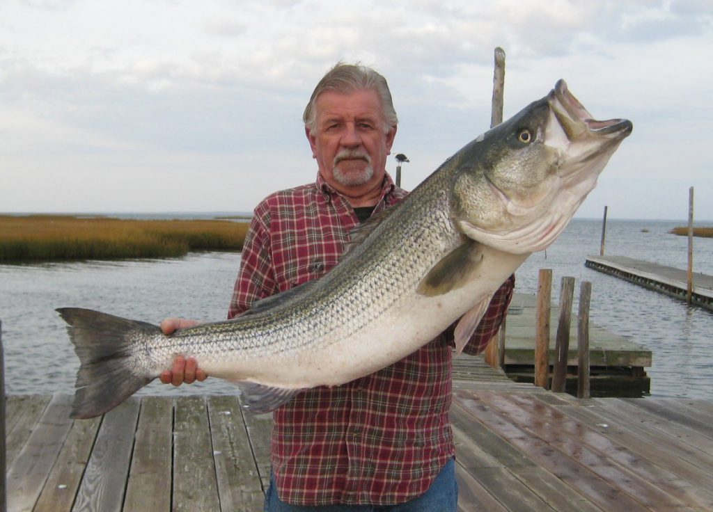 Beach Haven Charter Boat Captains look forward to striper season