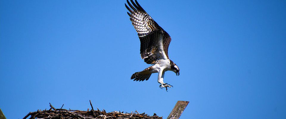 Osprey nest in Ocean County
