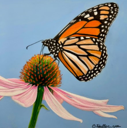 butterfly