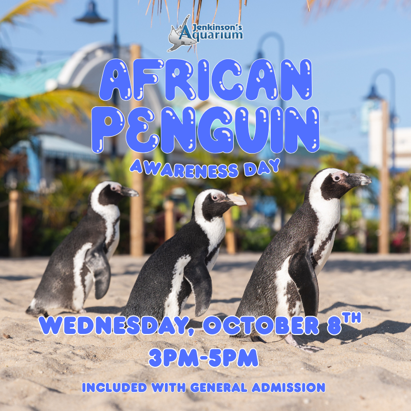 penguins on the beach