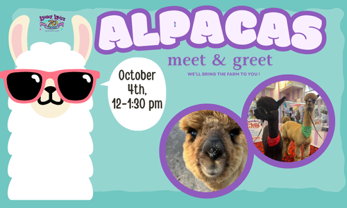 alpacas