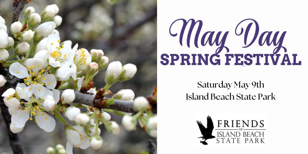 Flowers blooming on tree branch 