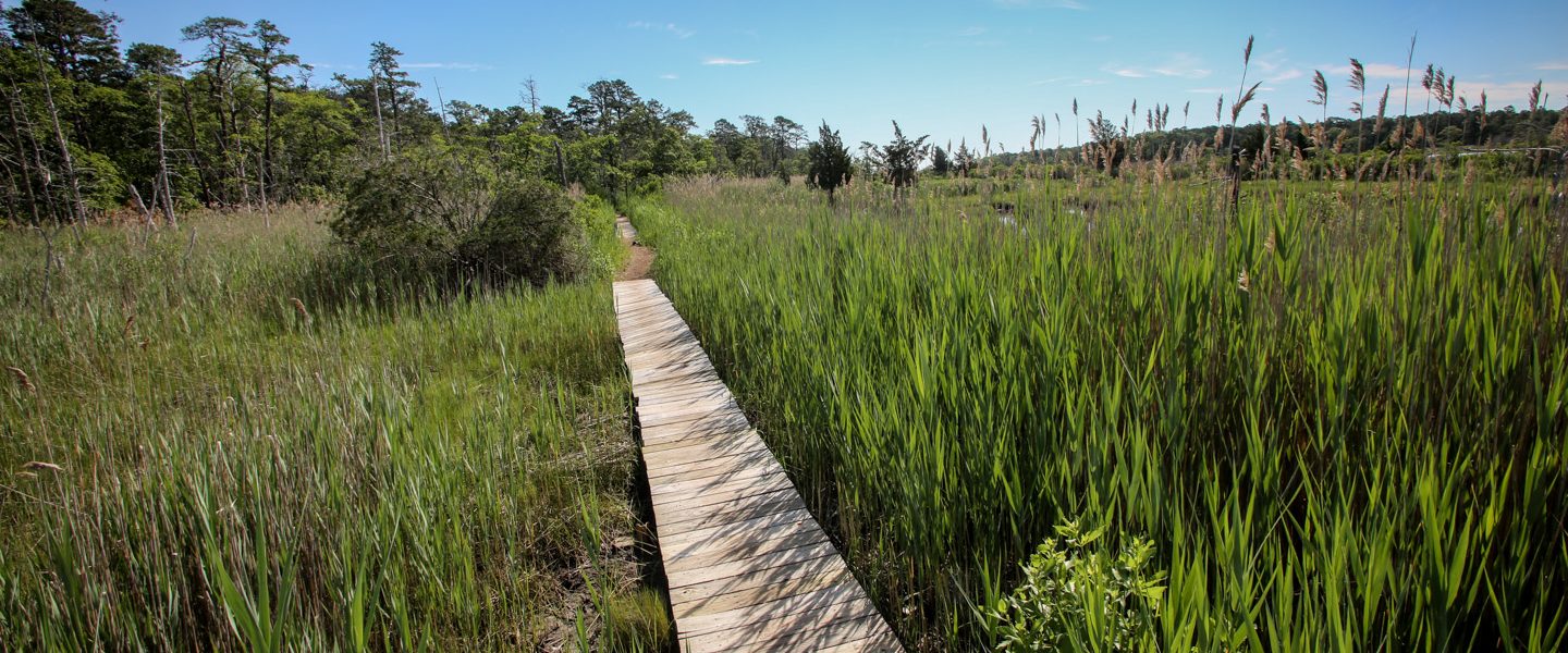 Walking trail at Cattus Island County Park