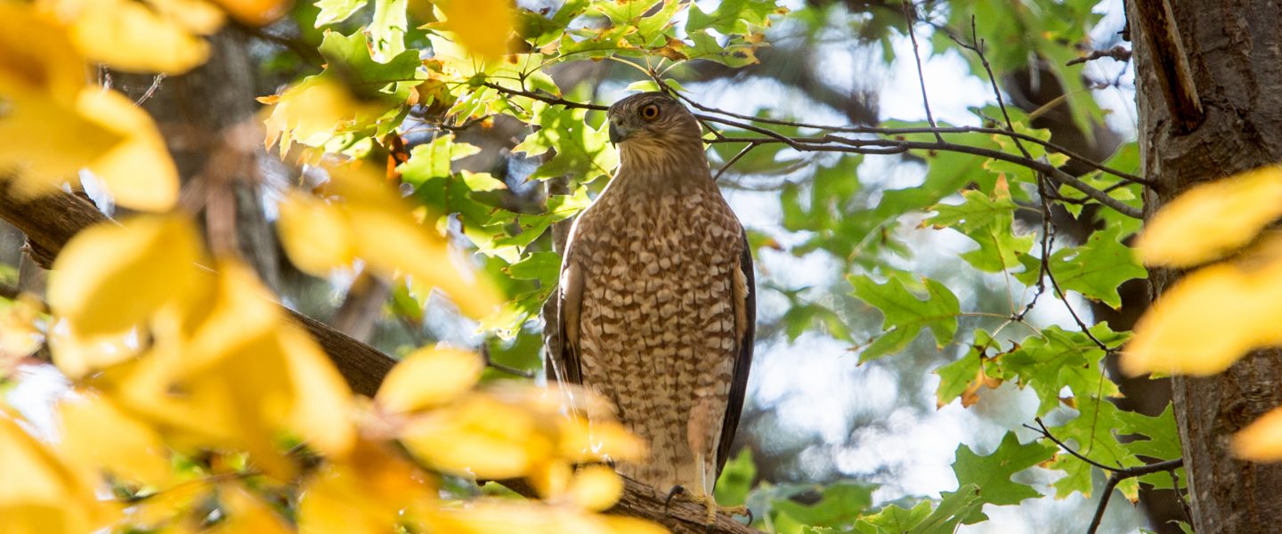 Hawk sitting on tree branch with flowers