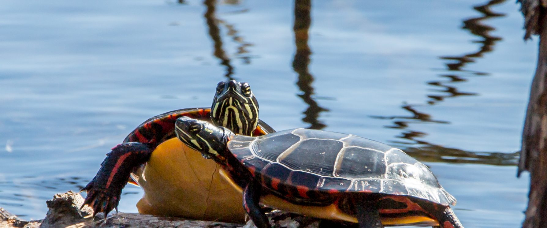 turtles sitting on branch in water