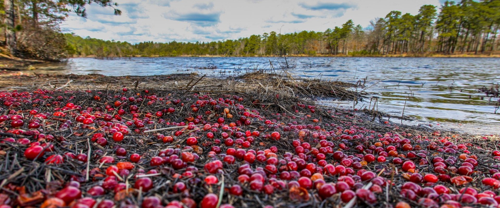 Cranberry Bog