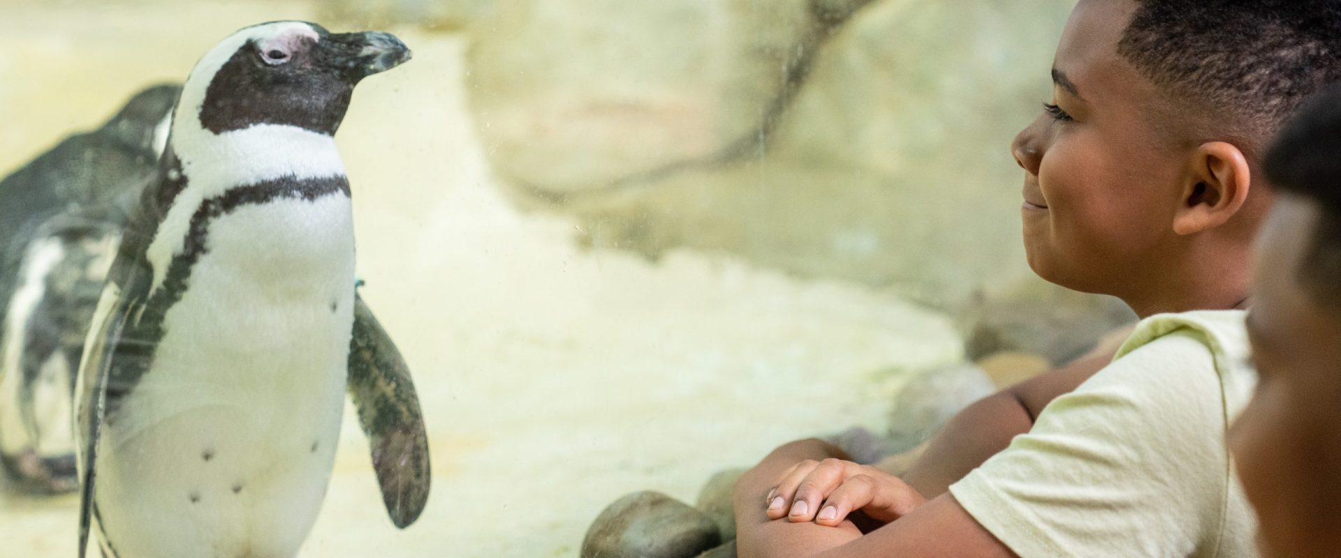 Kids watching penguin at Jenkinson's Aquarium