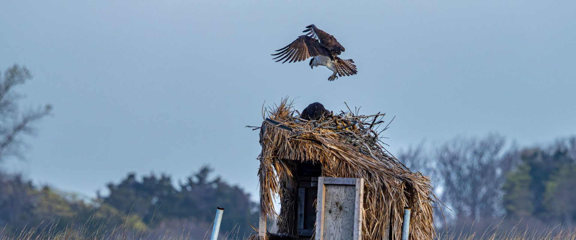 osprey landing in nest