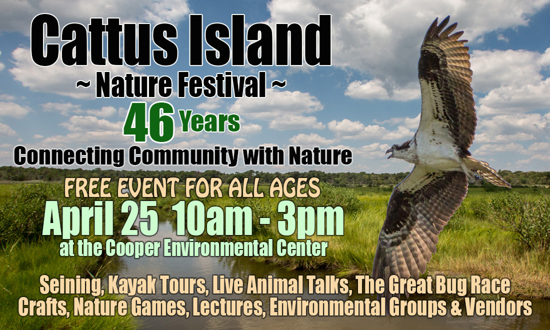 Osprey flying over Cattus Island Park