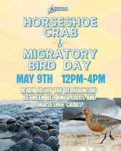 Photos of horseshoe crabs on the surf on the beach and a bird walking in the sand 