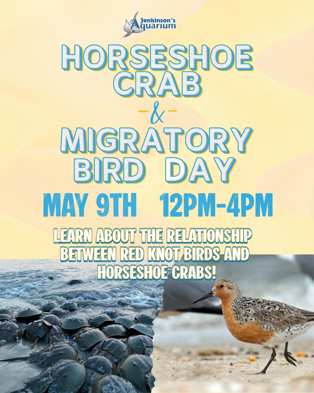 Photos of horseshoe crabs on the surf on the beach and a bird walking in the sand