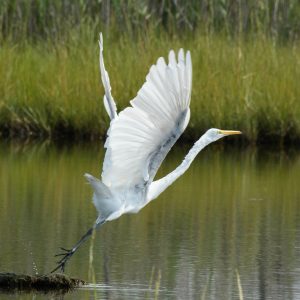 Great Egret in a marsh 