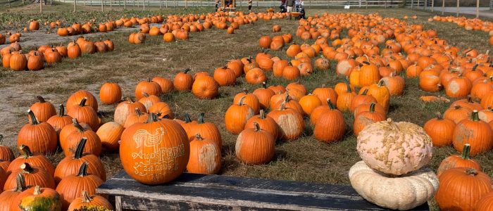 pumpkins in a pumpkin patch