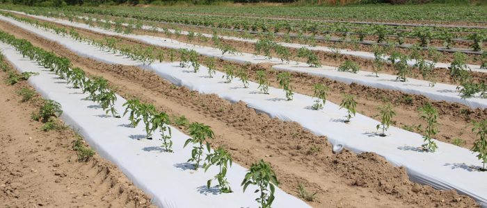 rows of plants in a field