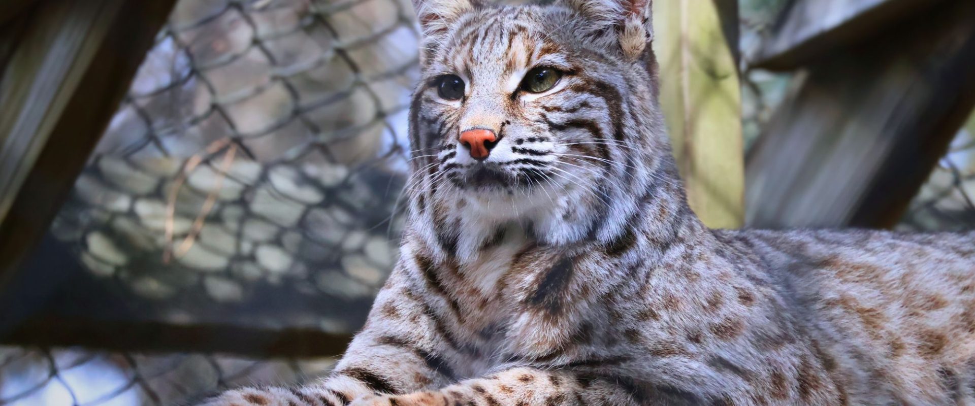Bobcat laying on wood platform