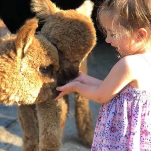 little girl feeding two alpacas