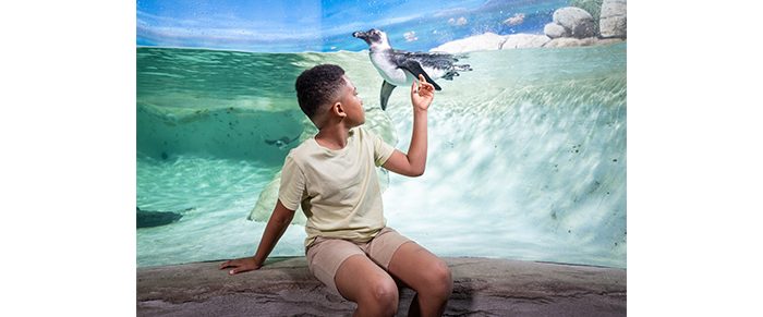boy looking at a penguin swimming at an aquarium