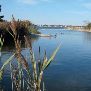 body of water with geese and tall grass around it 
