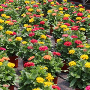 Red, yellow and pink potted flowers in a greenhouse