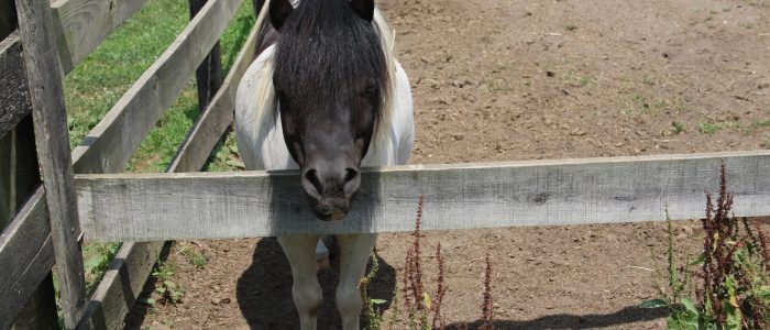 black and white mini horse looking over a fence