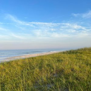 dune grass overlooking the beach