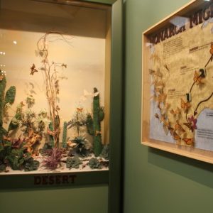 exhibit in a bug museum 