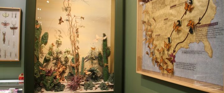 insectropolis exhibit in a bug museum