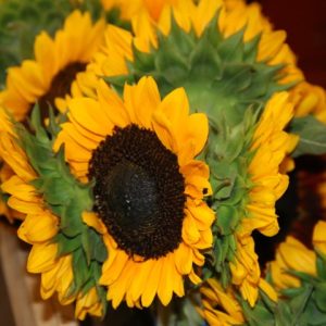 sunflowers