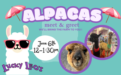 flyer with alpacas on it