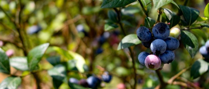 Full360-7 blueberries on a branch