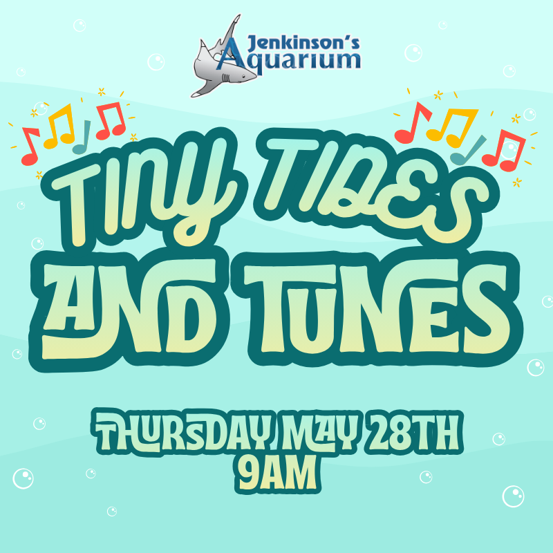 Tiny Tides and Tunes. Colorful musical notes, bubbles and Jenkinson's Aquarium logo with a shark