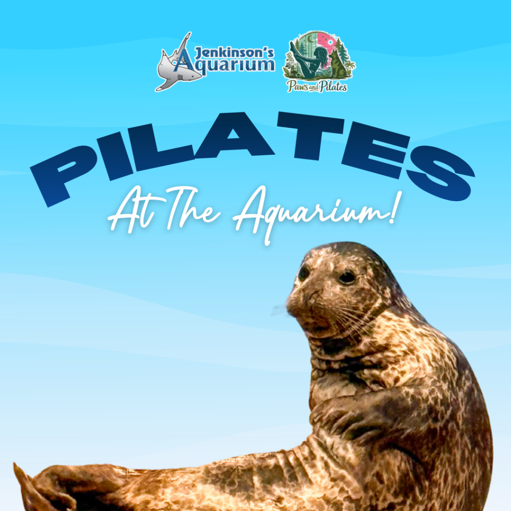 Photo of a seal on a blue background for a Pilates flyer 