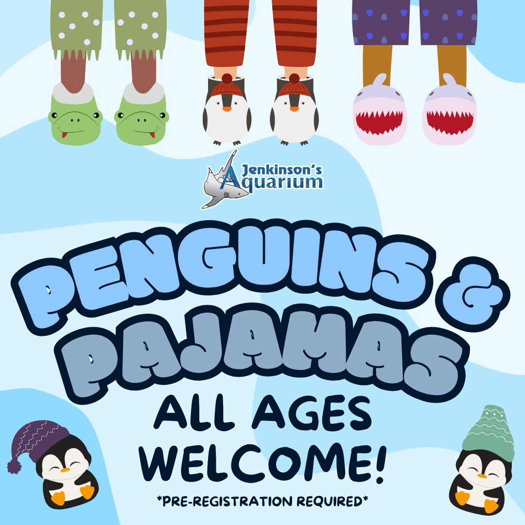 Penguins & Pajamas flyer with graphic of penguins in winter hats and kids legs in slippers