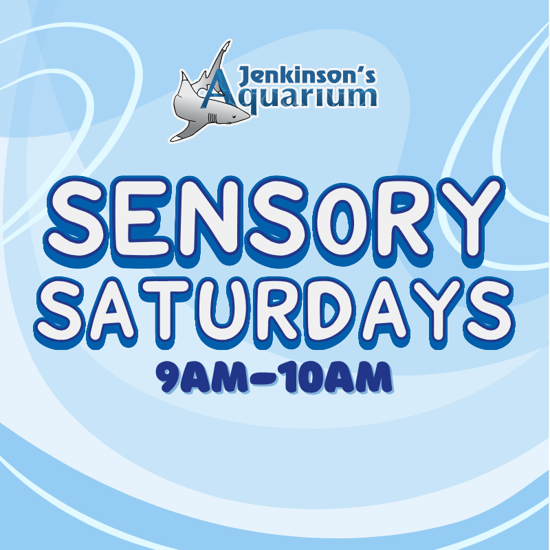 sensory saturdays flyer