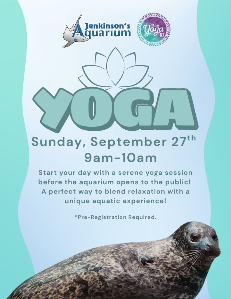 seal on a yoga flyer