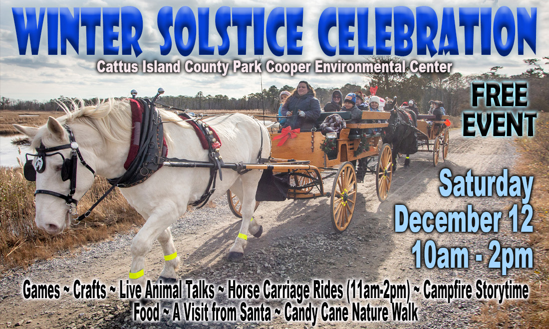 white horse pulling a wagon in cattus island county park on winter solstice flyer