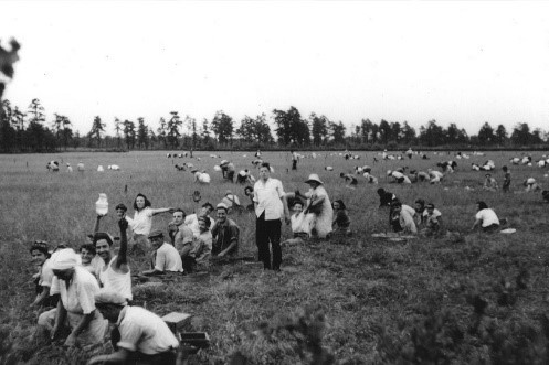 black and white photo of people in a cranberry field