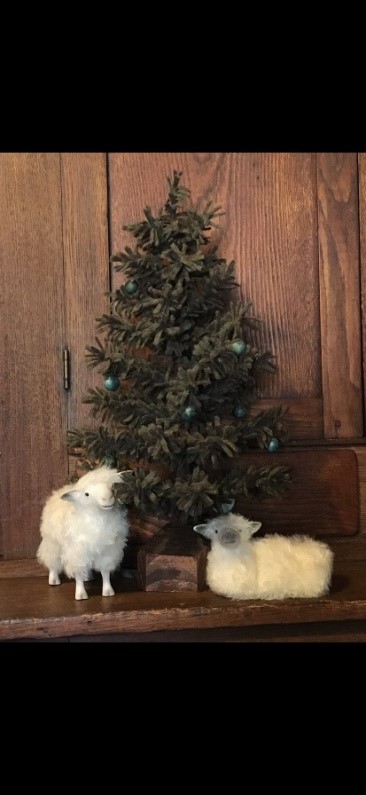 Wool sheep next to a pine tree
